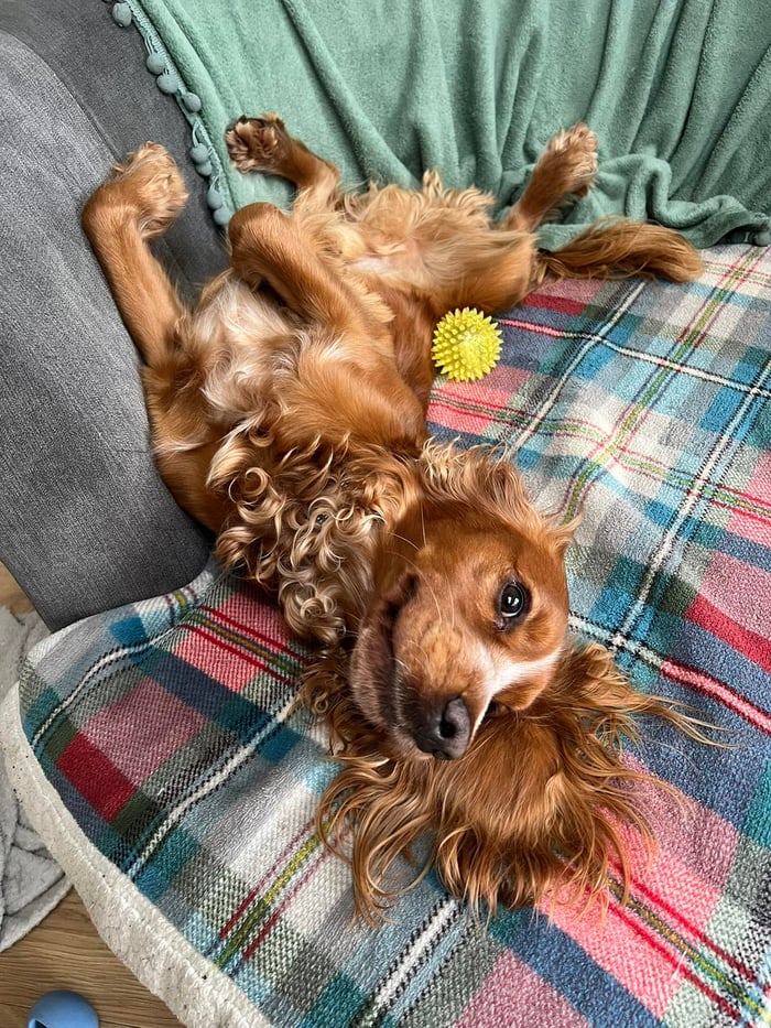 Dog Sitting (1 hour min. reduced rates after each add. 30 mins) image