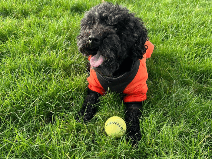 Dog Walking (per hour - other rates available) image