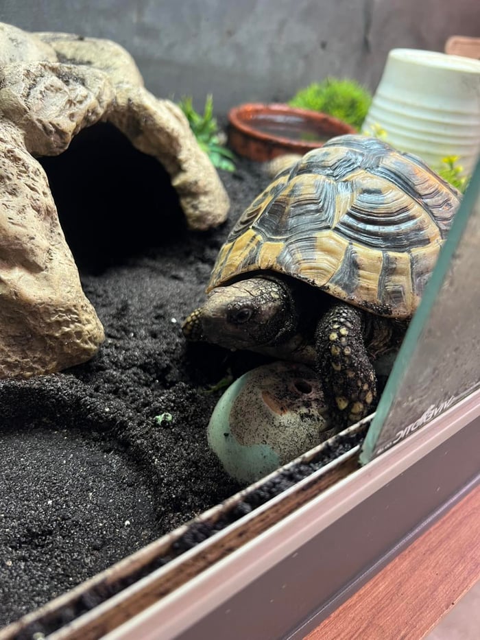 Cat & Small Animal Pet Sitting (per drop in visit) image